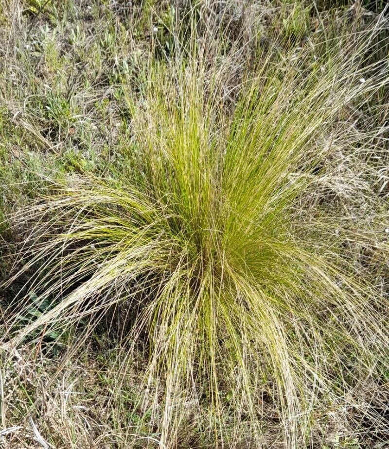 Stipa ichu habit