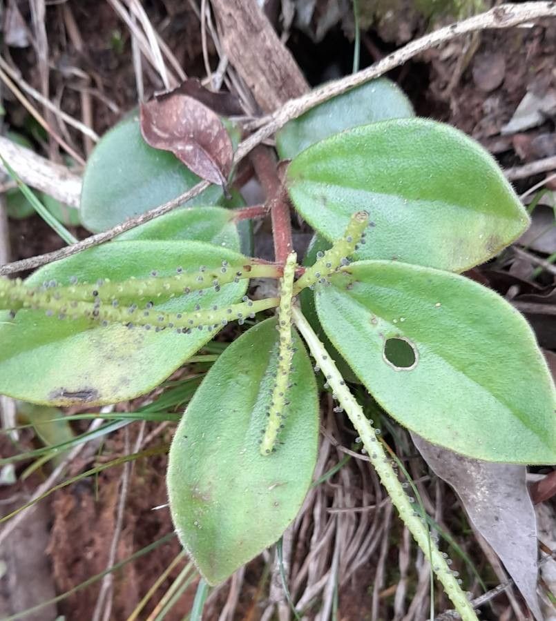 Peperomia blanda flower