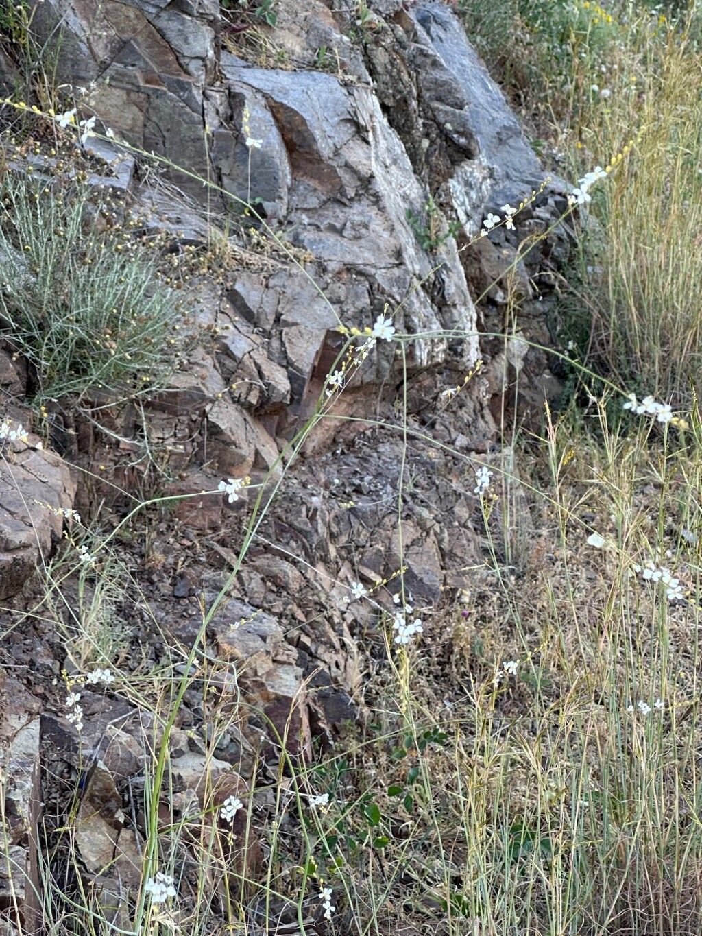 Crambe filiformis habit