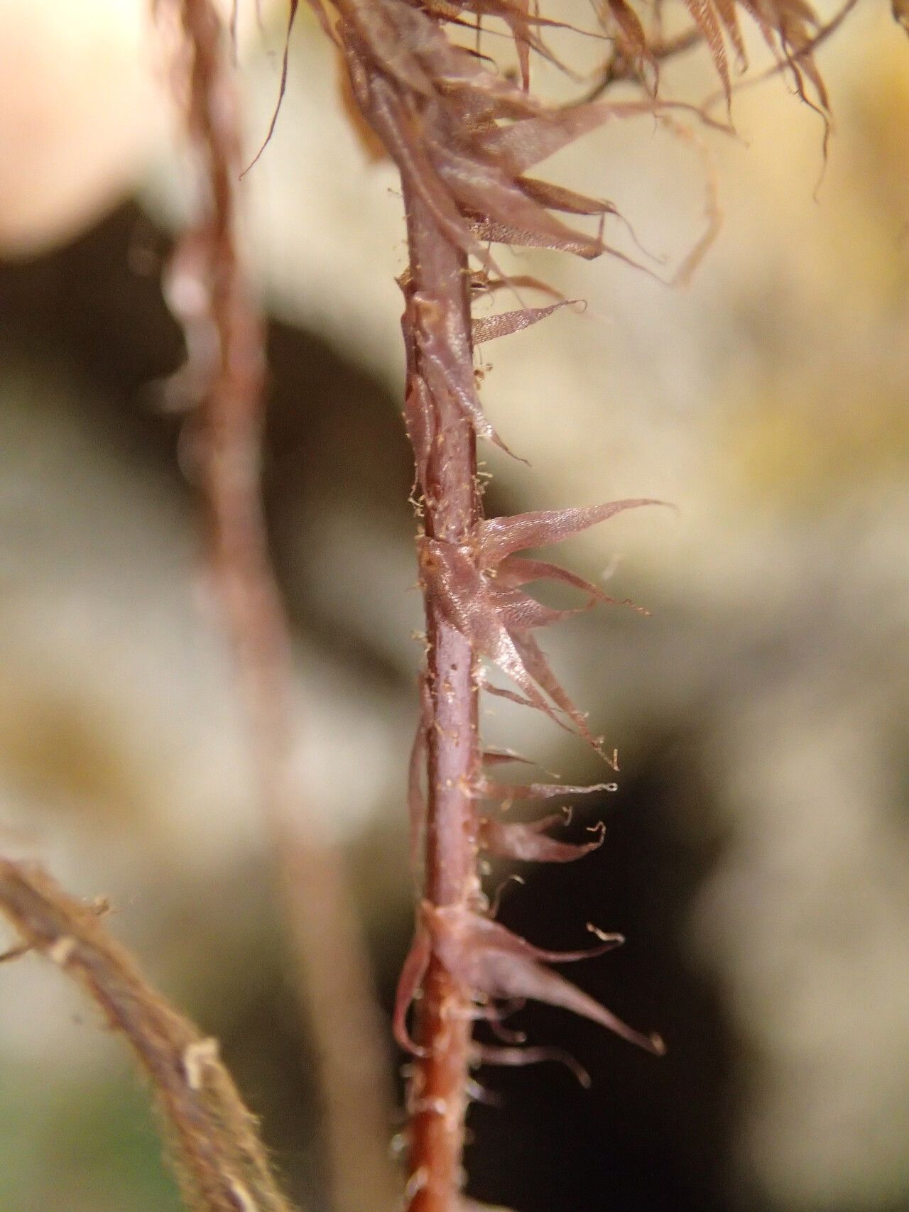 Asplenium uhligii other