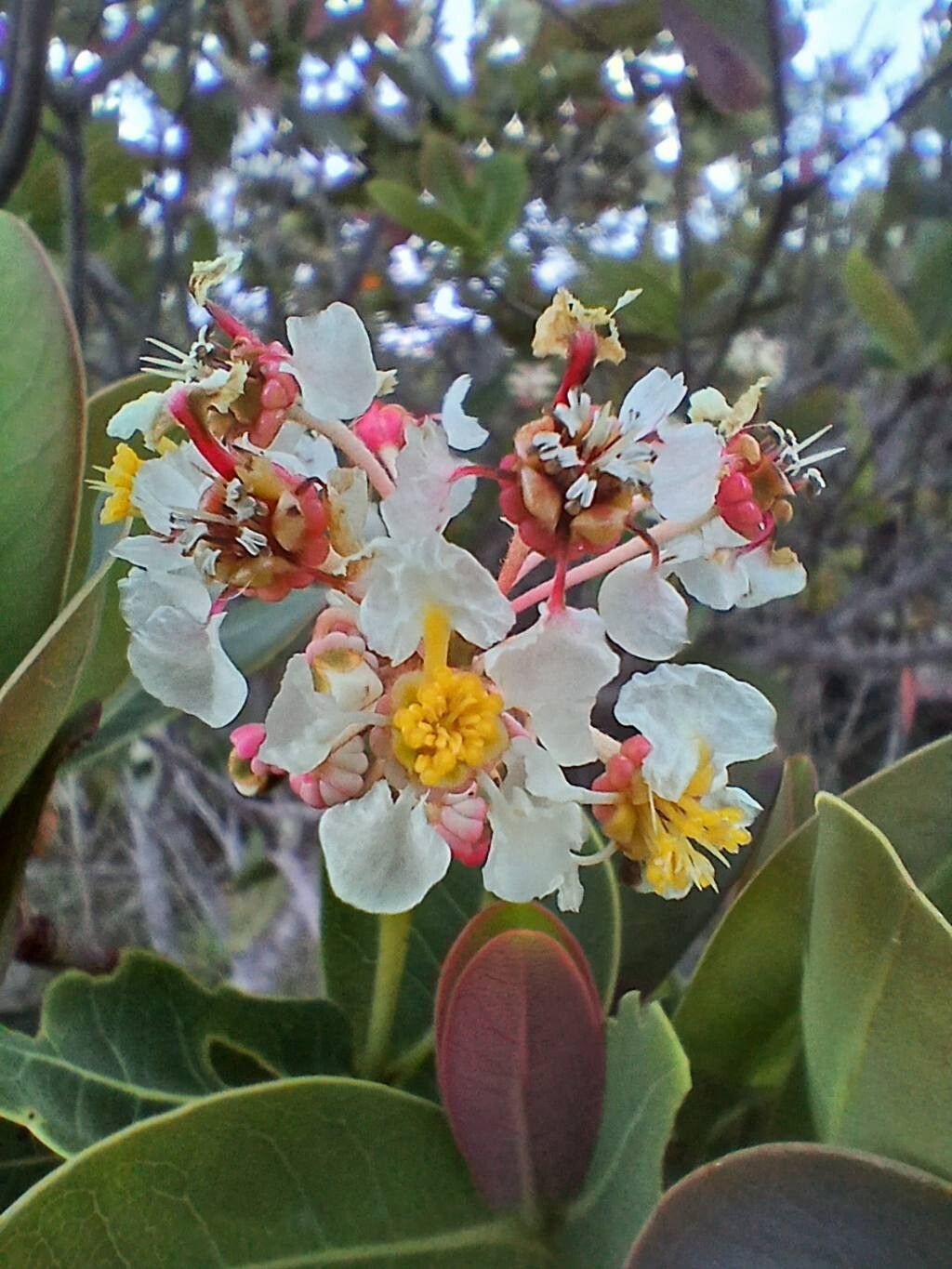 Byrsonima umbellata flower