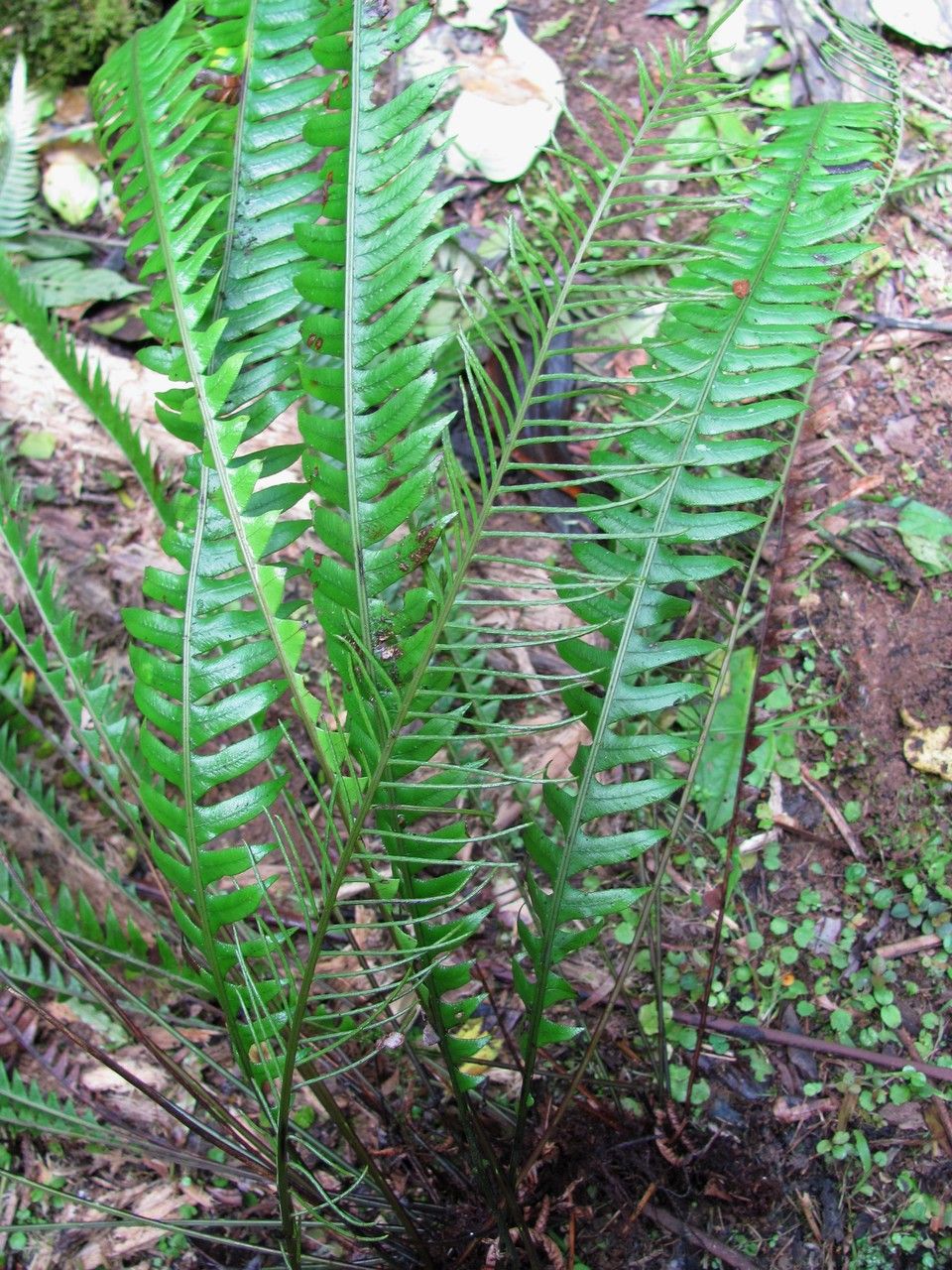 Blechnum gracile leaf