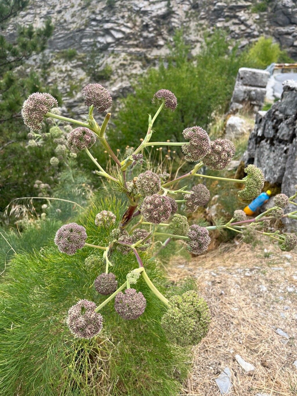 Seseli globiferum — search result for 'Seseli'
