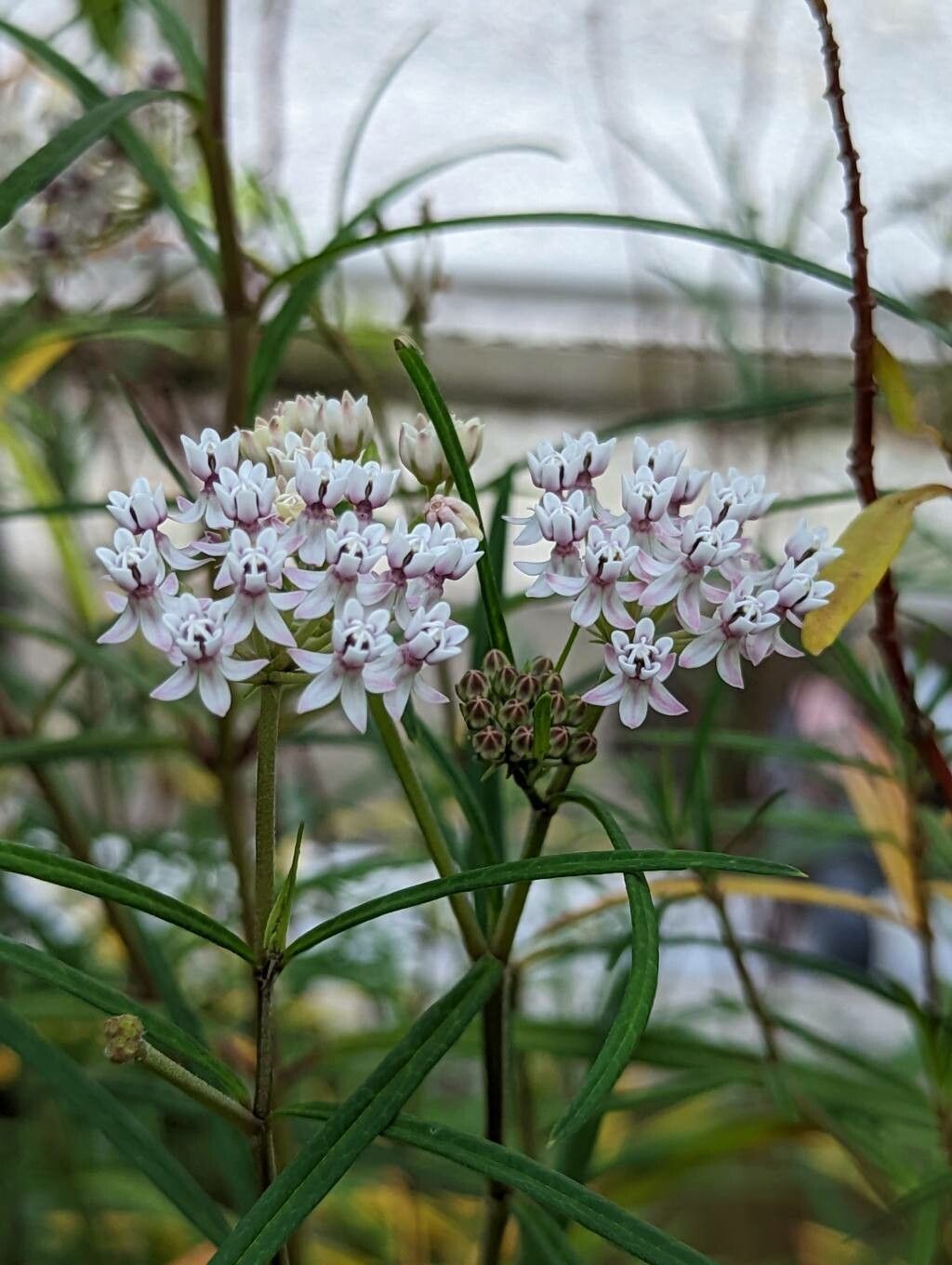 Asclepias angustifolia flower