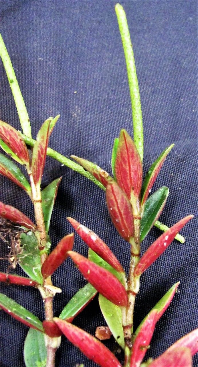 Peperomia olivacea other