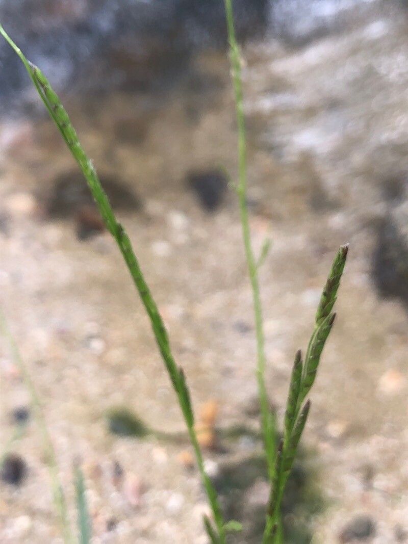 Glyceria declinata flower