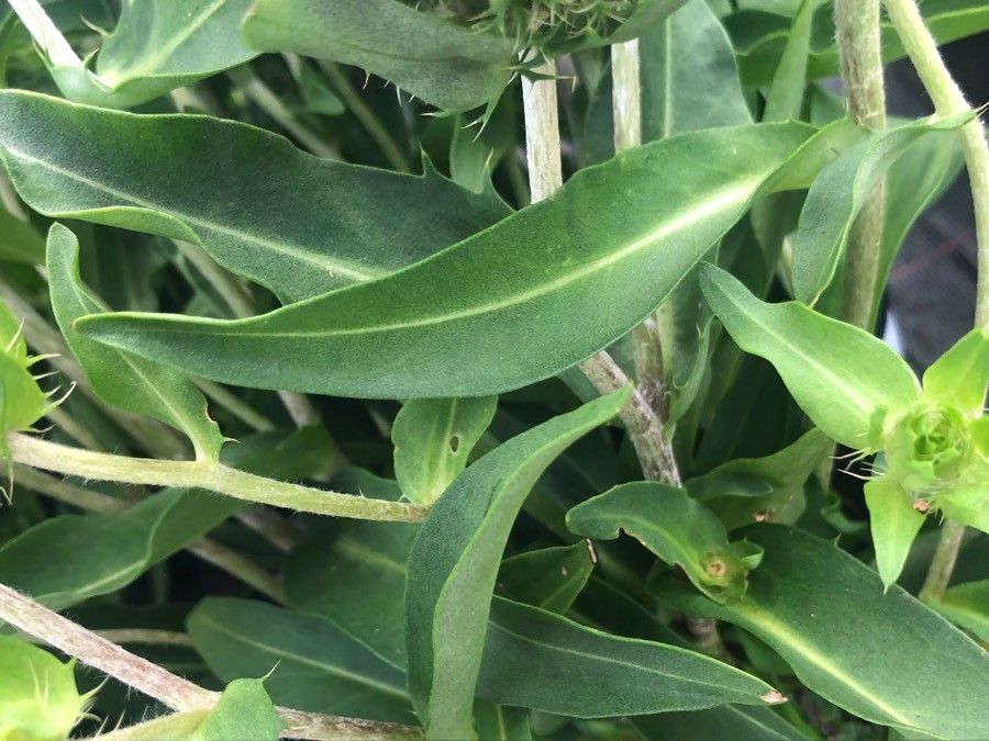 Stokesia laevis — search result for 'Southeastern United States'