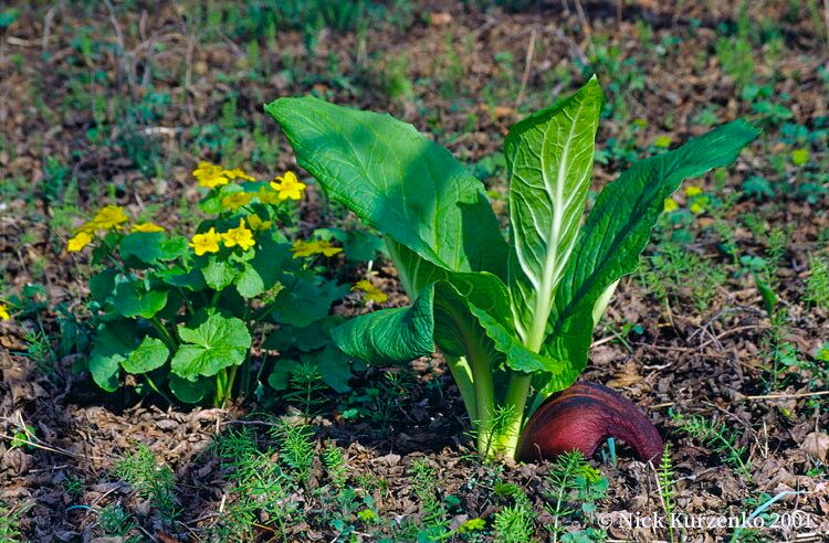 Symplocarpus renifolius other