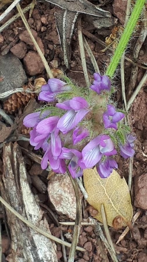 Astragalus echinatus flower