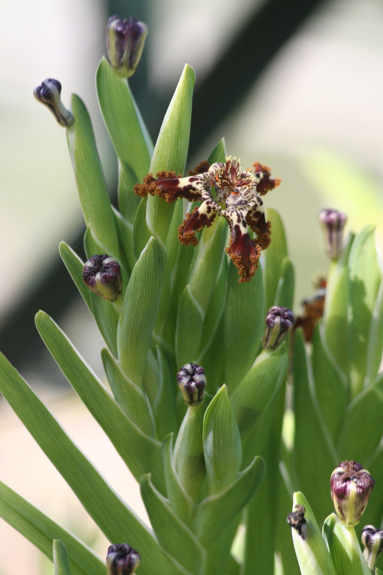 Ferraria schaeferi flower