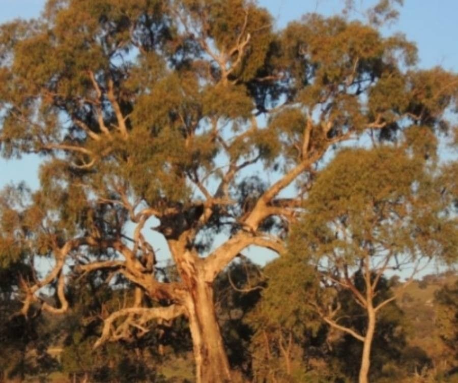 Eucalyptus bridgesiana — search result for 'Eucalyptus'