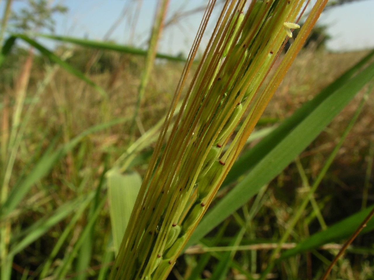 Oryza barthii — related species from the same genus