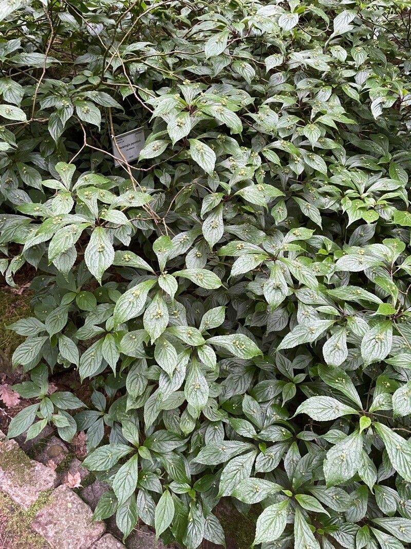 Helwingia japonica habit