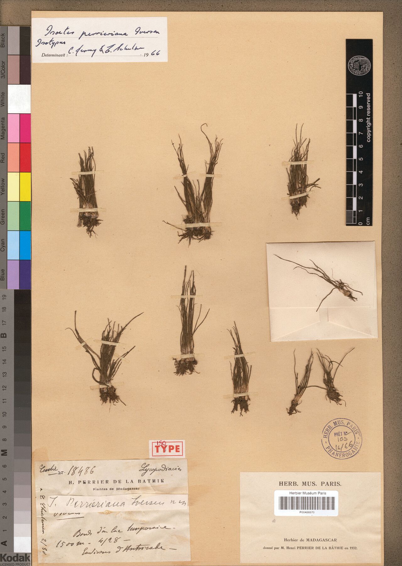 Isoetes perrieriana — search result for 'Isoetes'