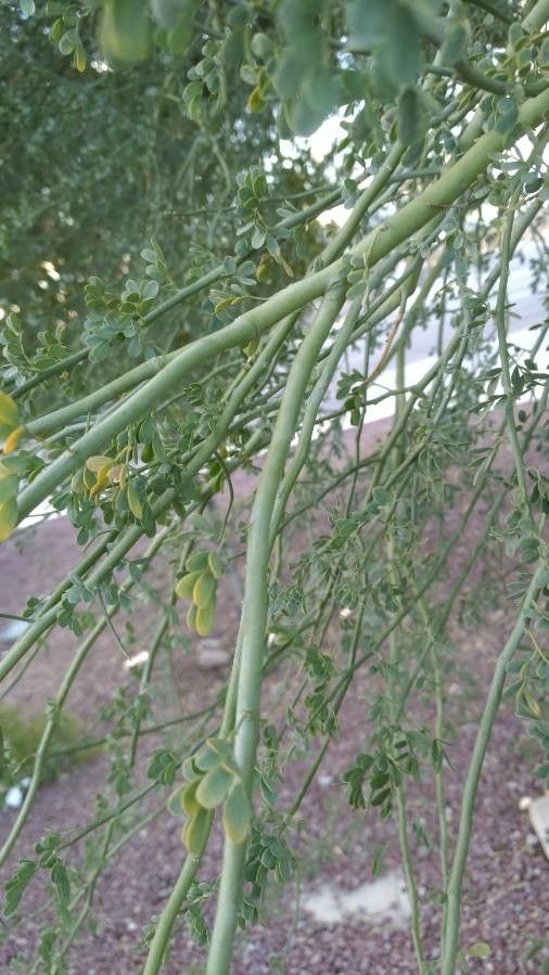 Parkinsonia florida bark