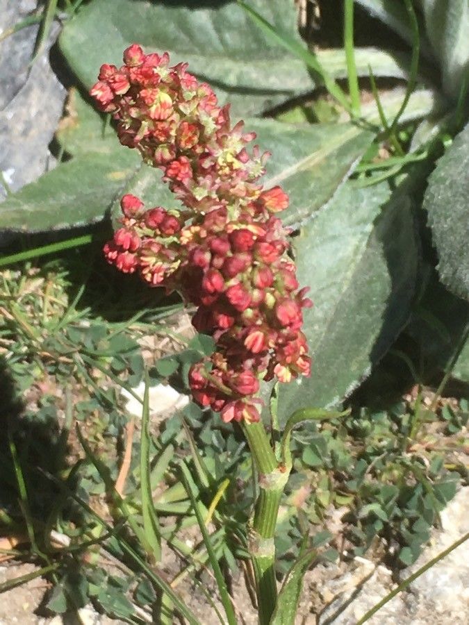 Rumex hymenosepalus flower