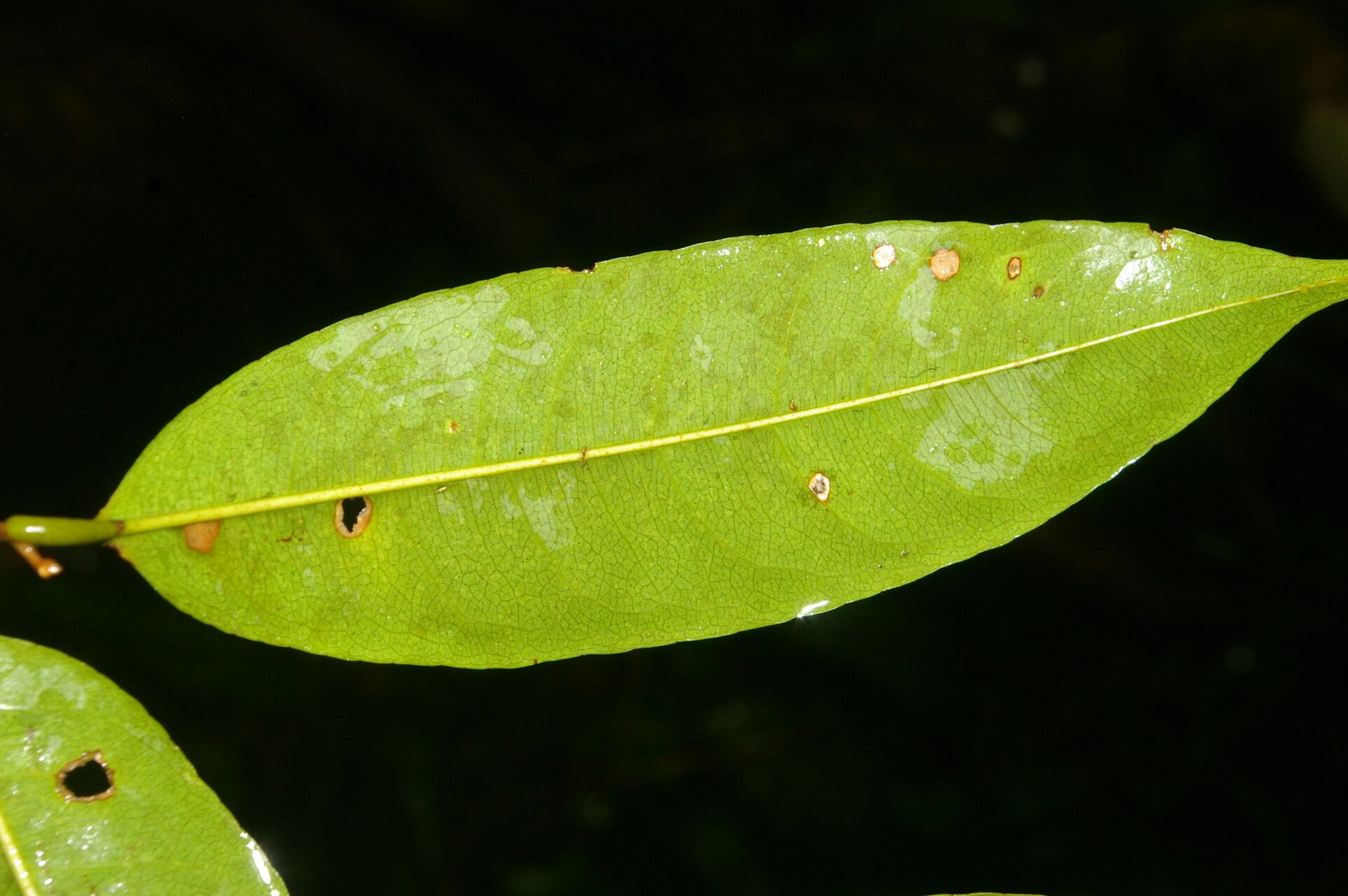 Eschweilera hondurensis — houseplant care guide