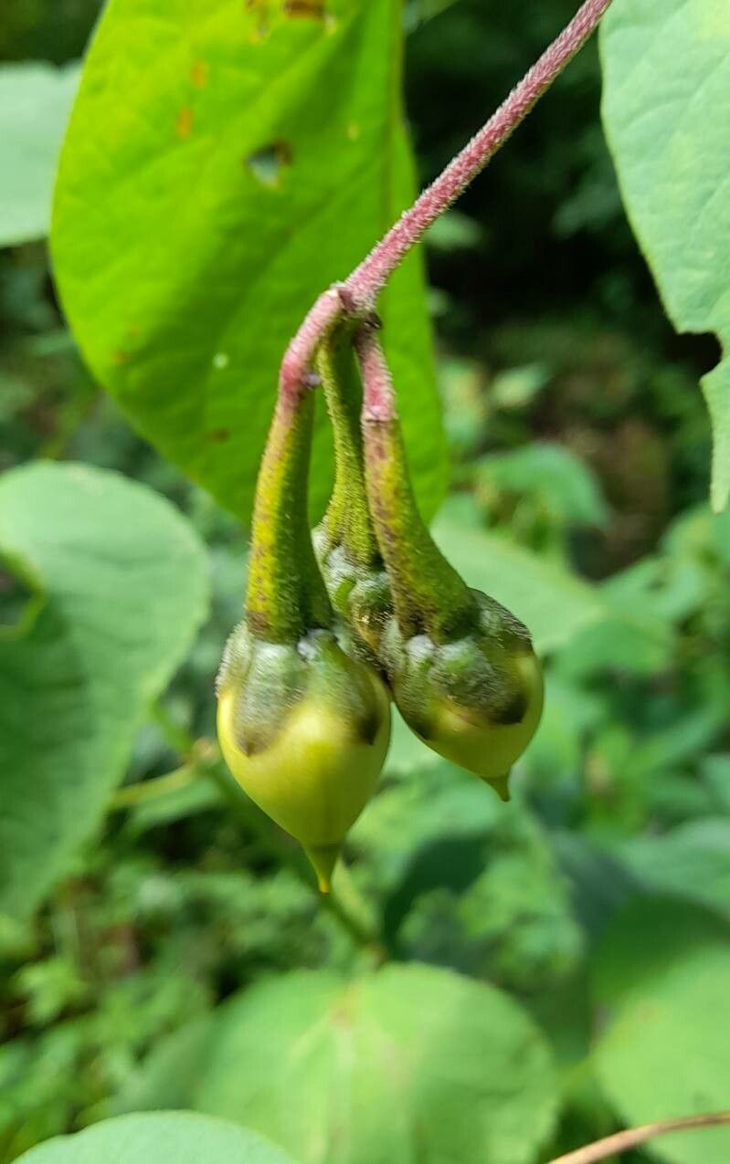 Ipomoea dumetorum fruit