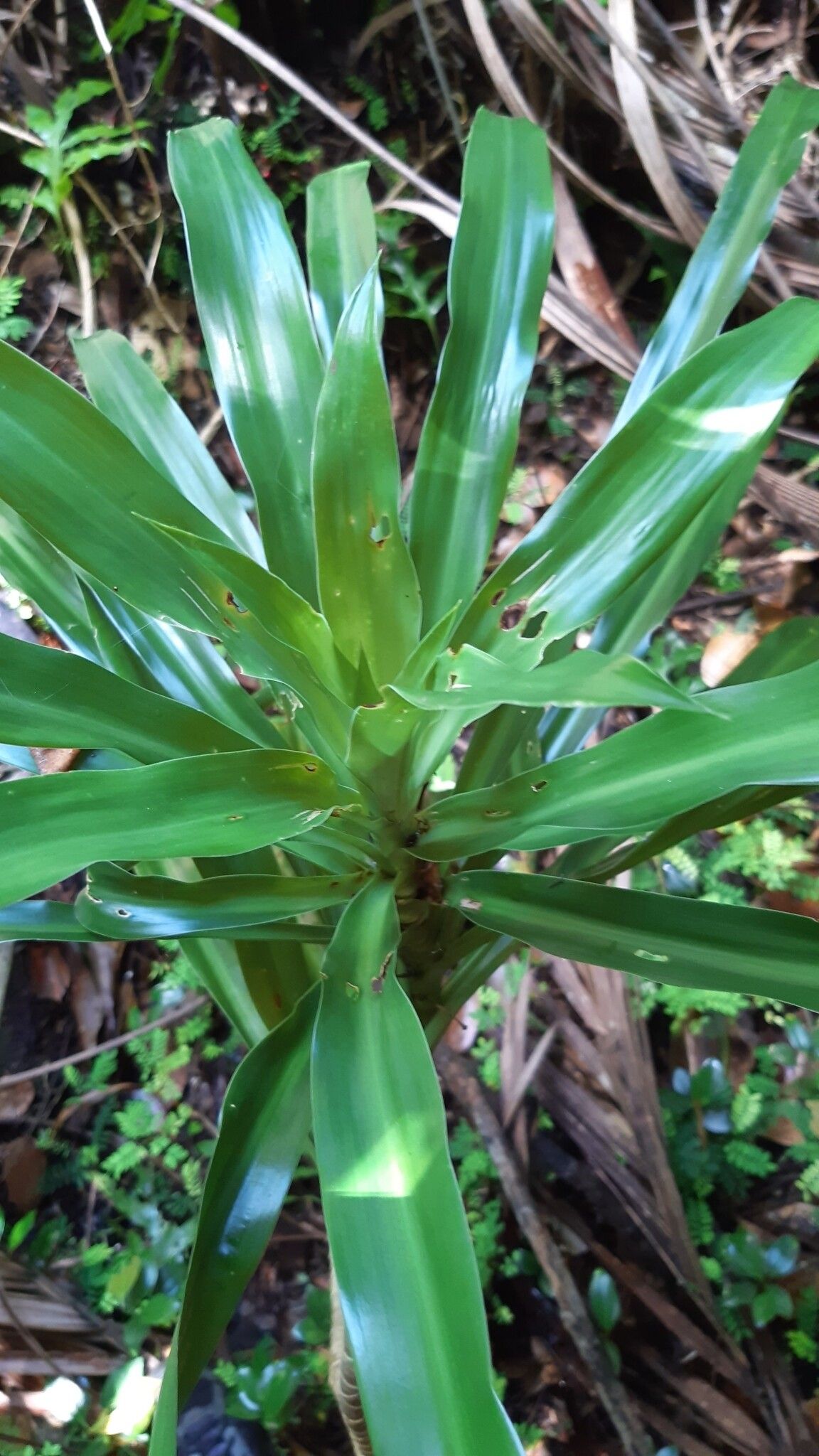 Dracaena floribunda — search result for 'Dracaena'