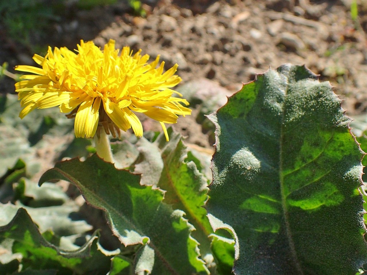 Taraxacum serotinum flower