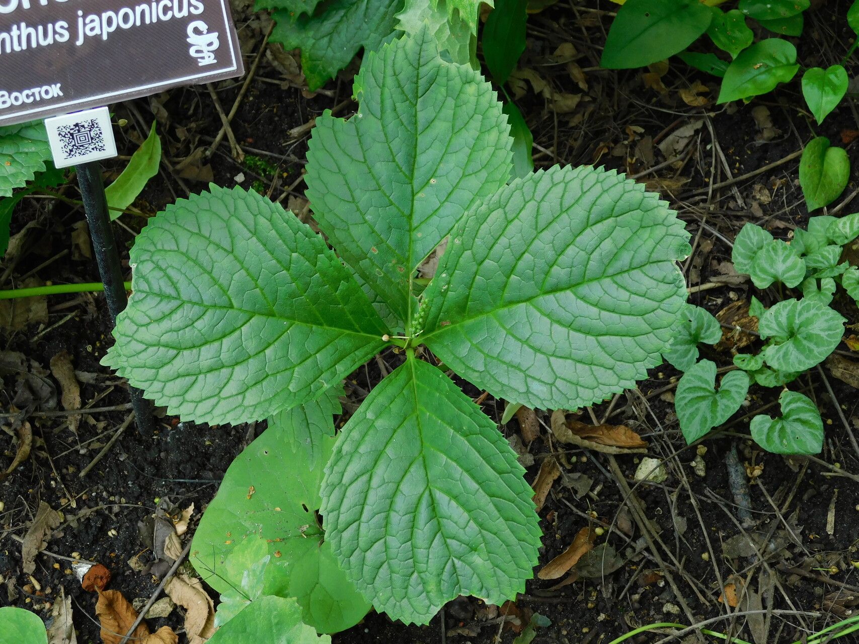 Chloranthus japonicus — related species from the same genus