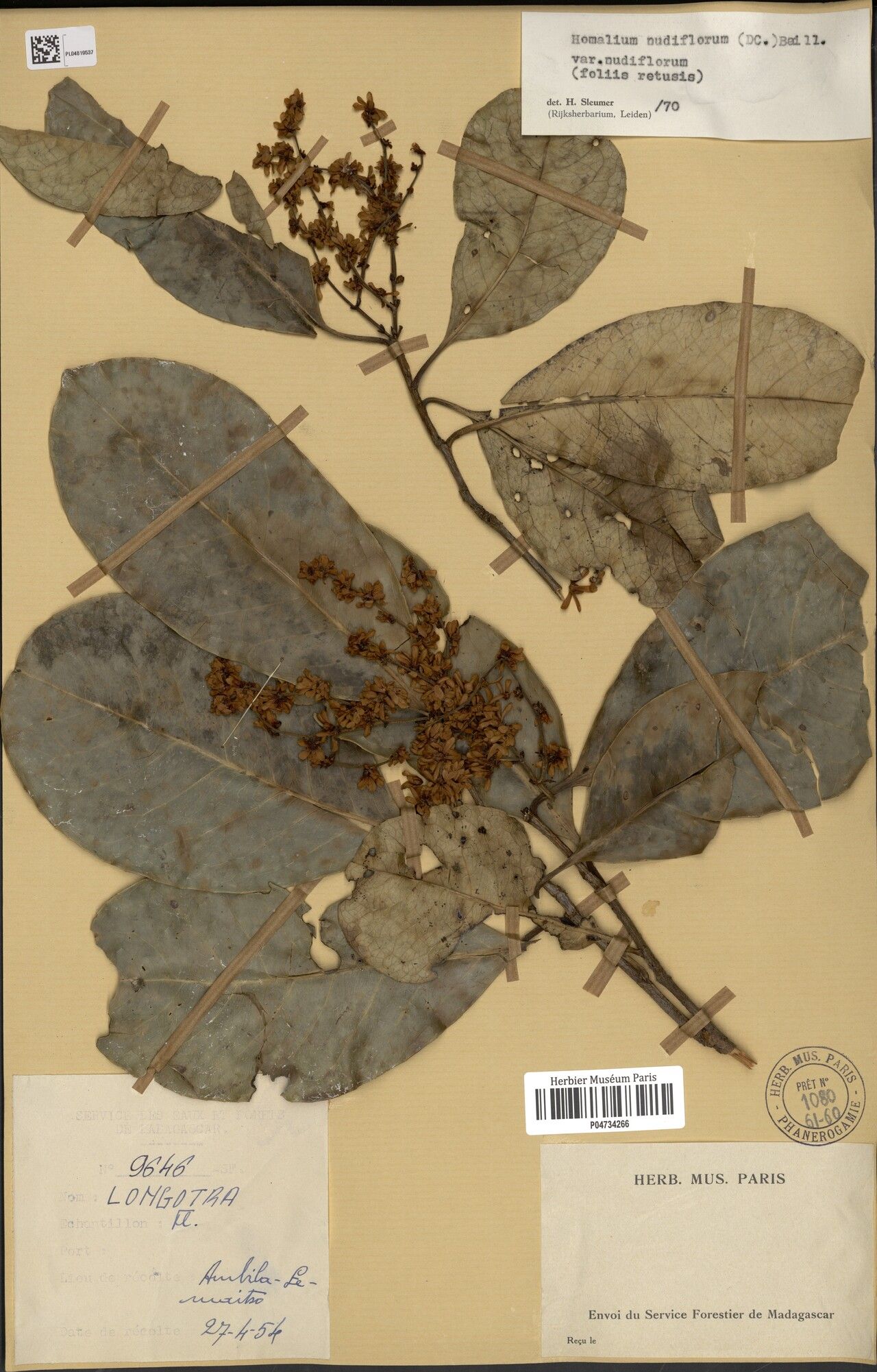 Homalium retusum — houseplant care guide