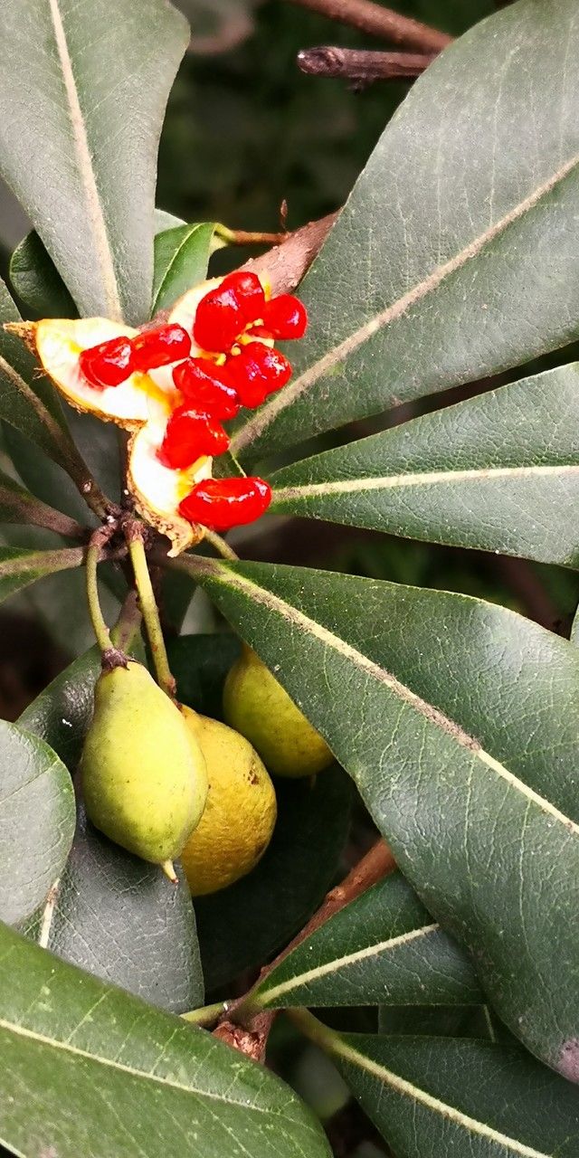 Pittosporum glabratum fruit