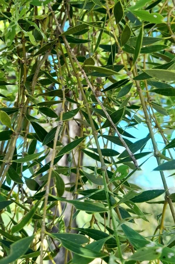 Aspidosperma quebracho-blanco — search result for 'Paraguay'