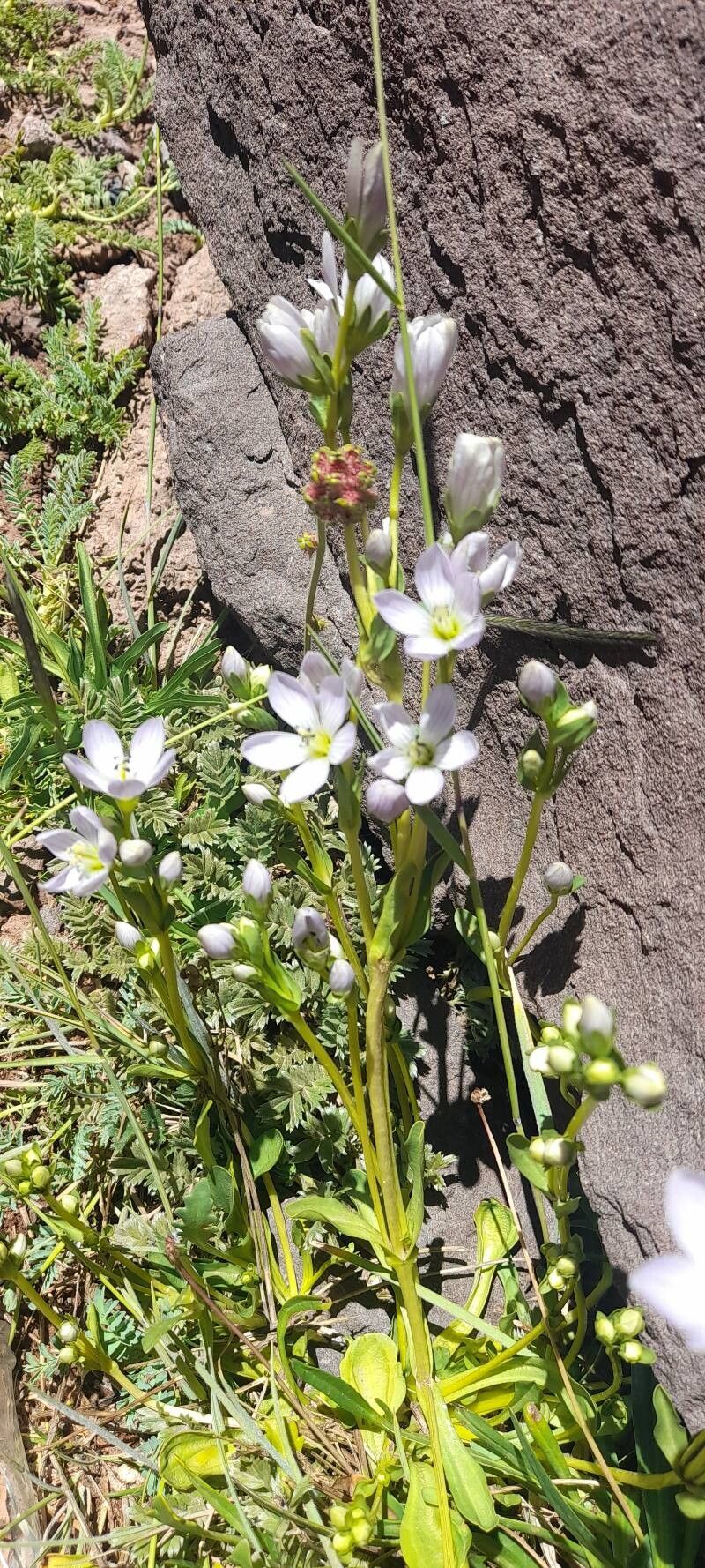 Gentianella multicaulis habit