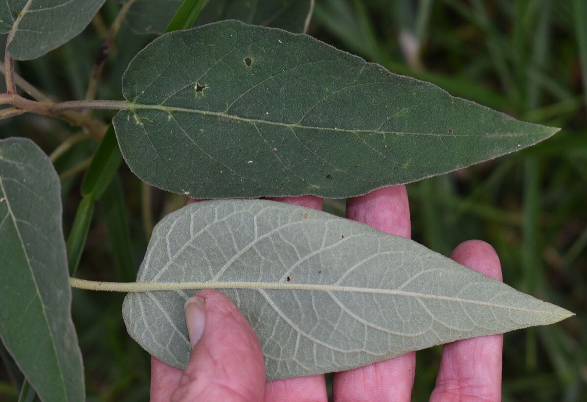 Solanum intonsum — houseplant care guide