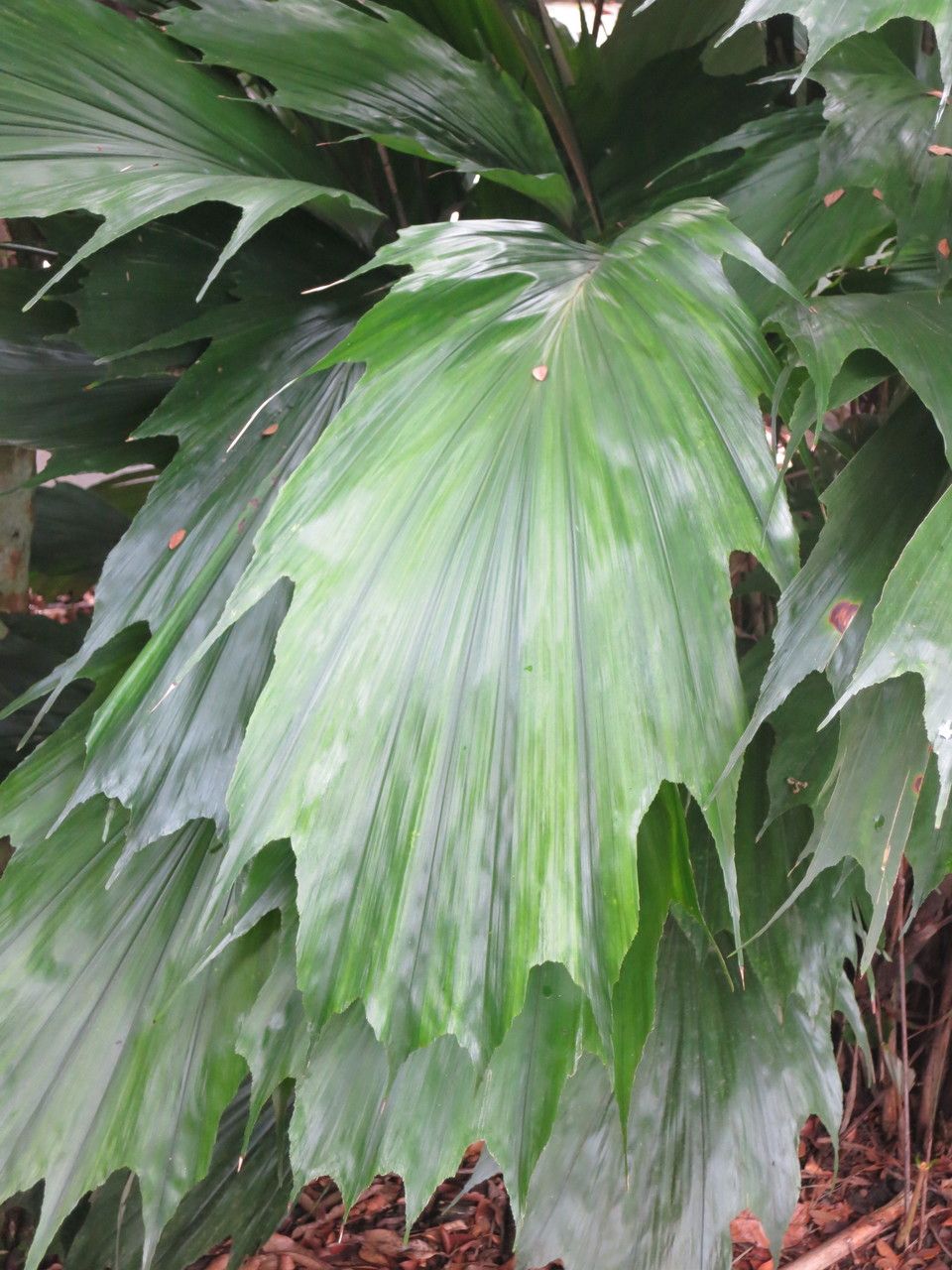 Arenga hookeriana leaf