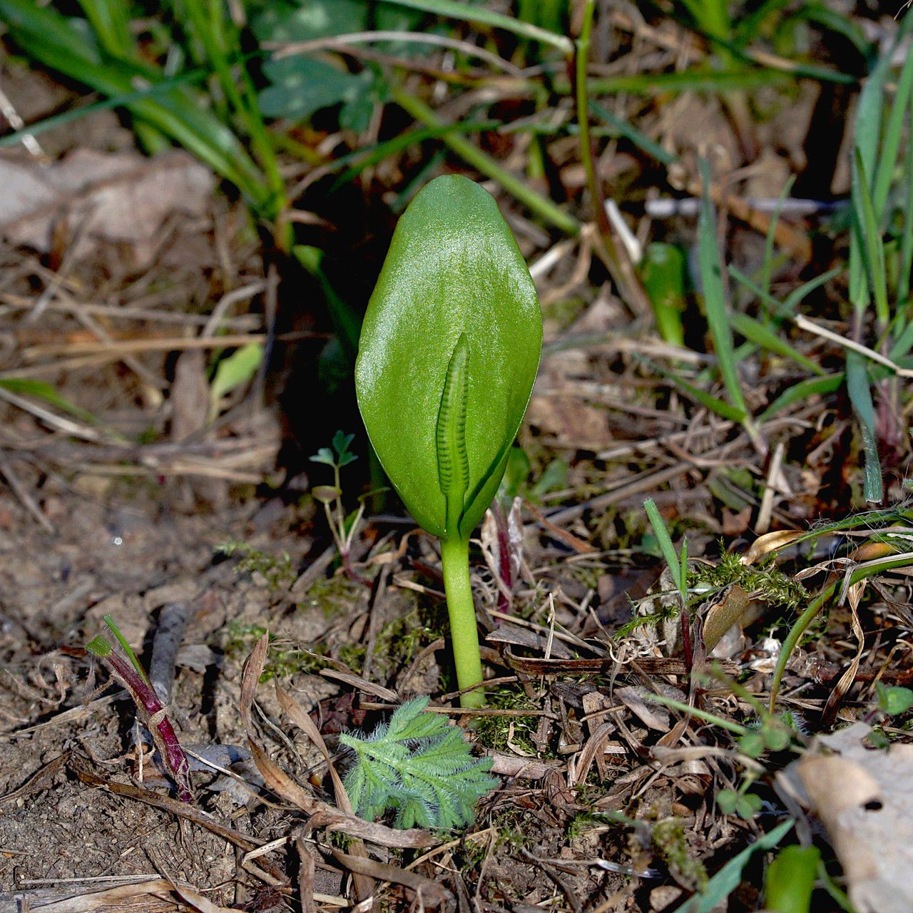 Ophioglossum vulgatum flower