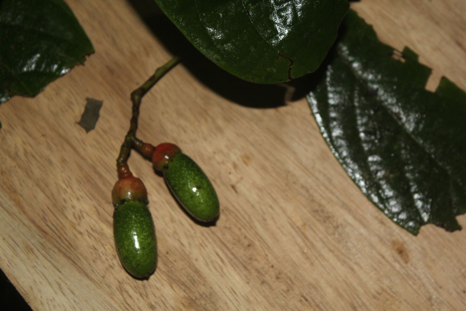 Ocotea valerioides fruit