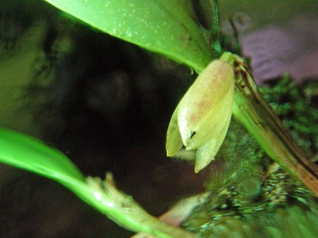 Octomeria graminifolia bark