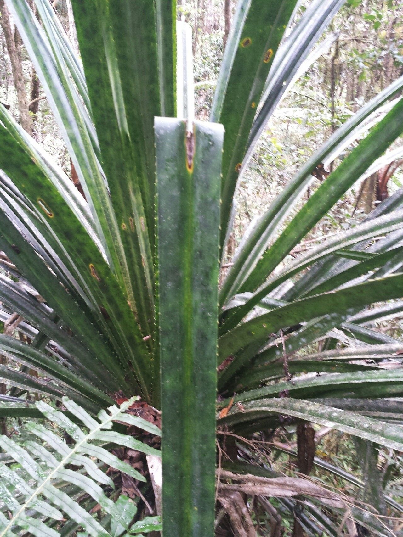 Pandanus vandamii — houseplant care guide