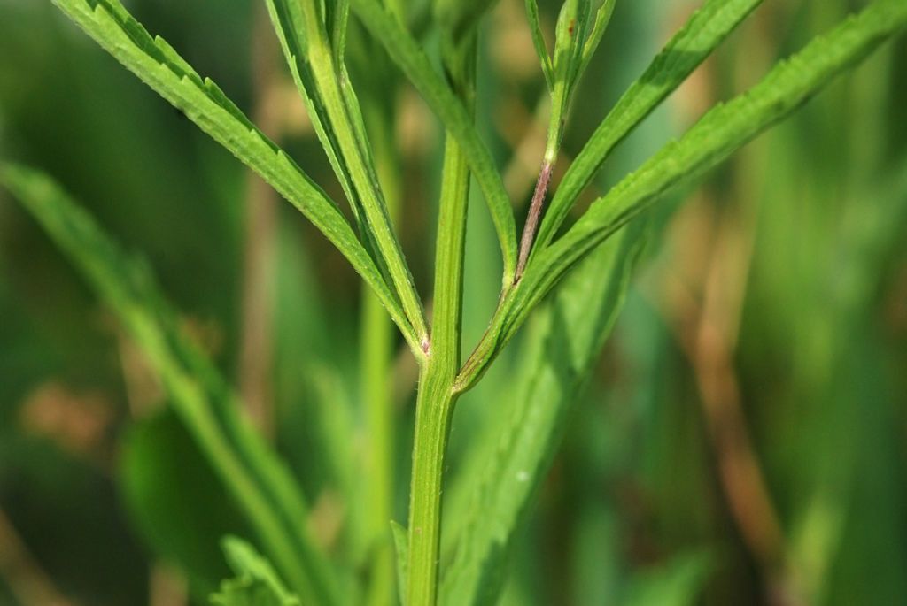 Verbena simplex bark