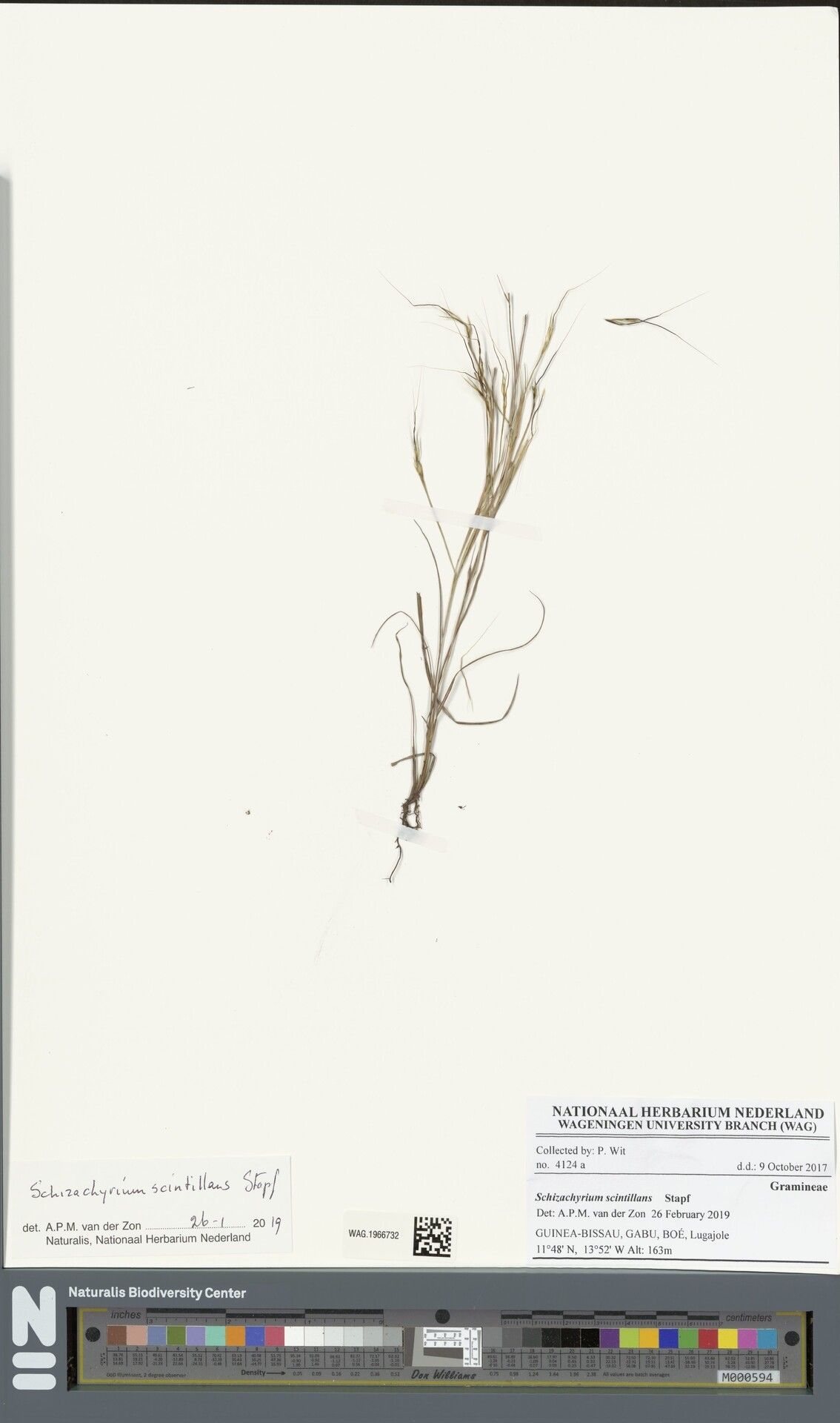 Schizachyrium scintillans — houseplant care guide