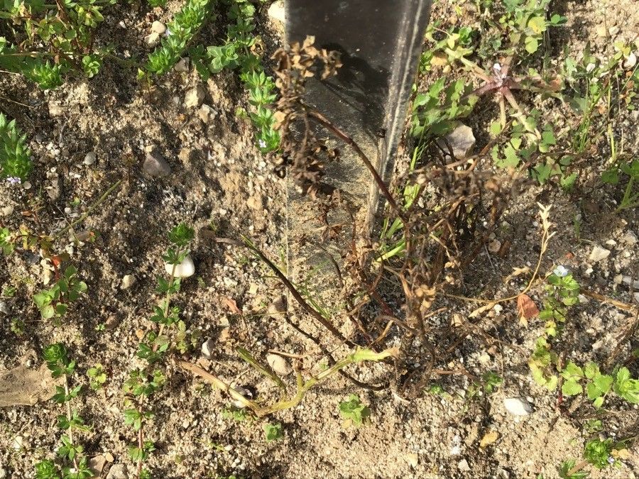 Genista obtusiramea — search result for 'Genista'