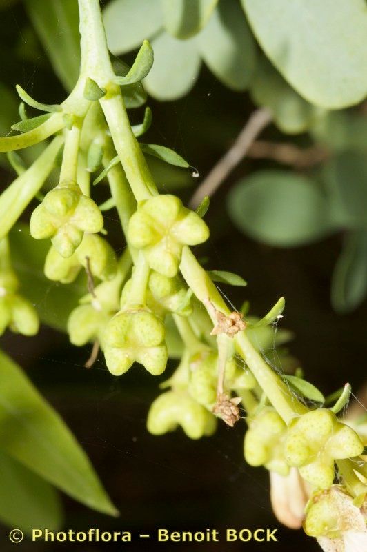 Ruta oreojasme fruit