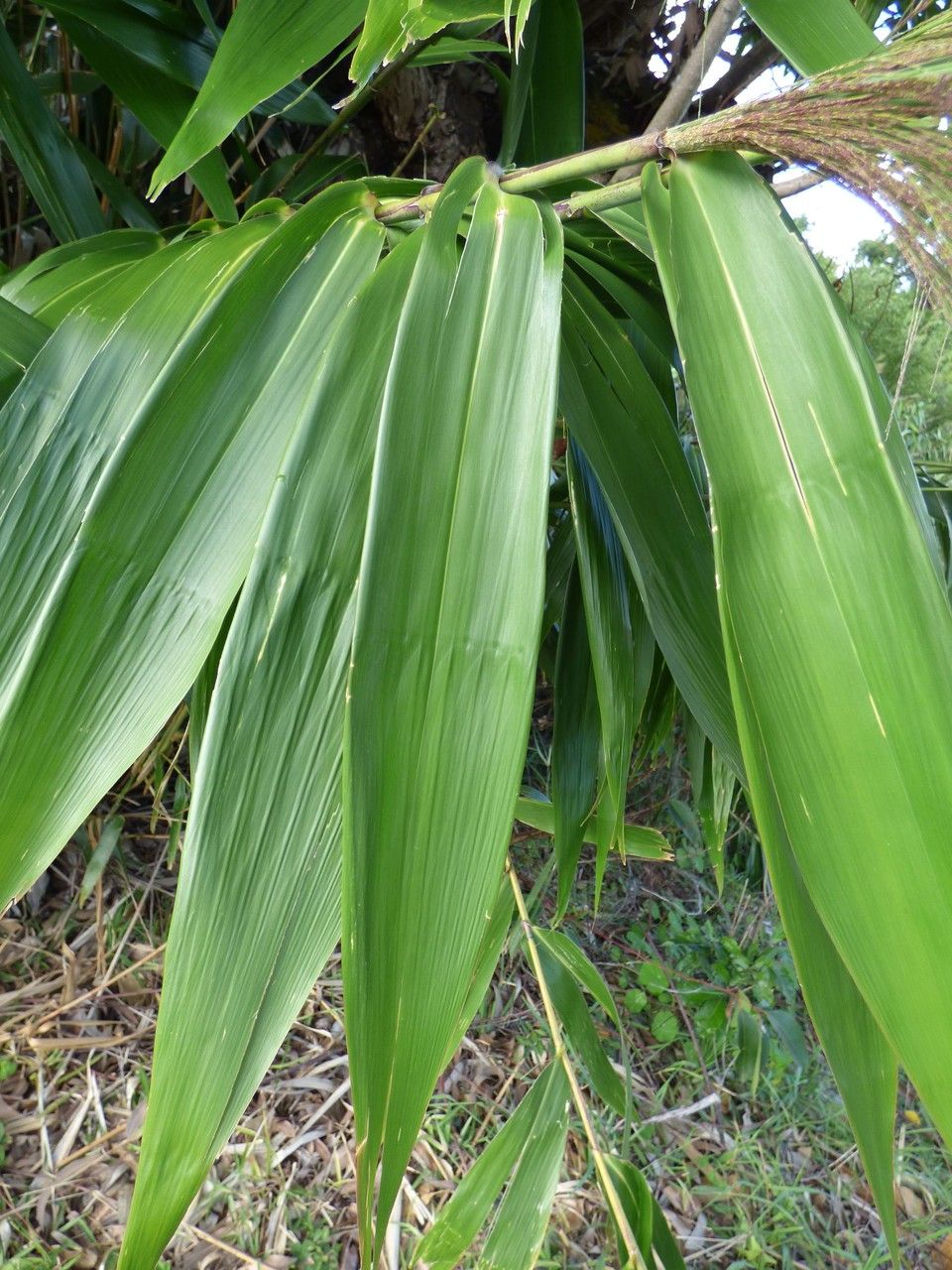 Thysanolaena latifolia leaf