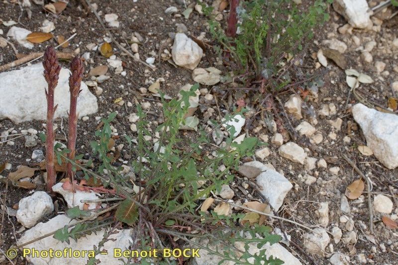 Orobanche grenieri habit
