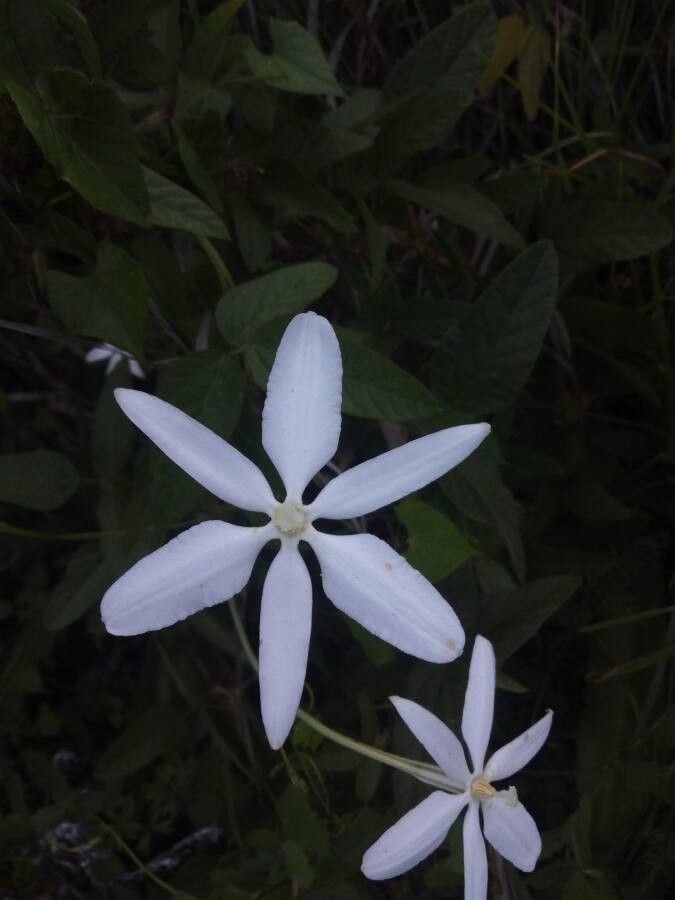 Milla biflora — search result for 'Guatemala'