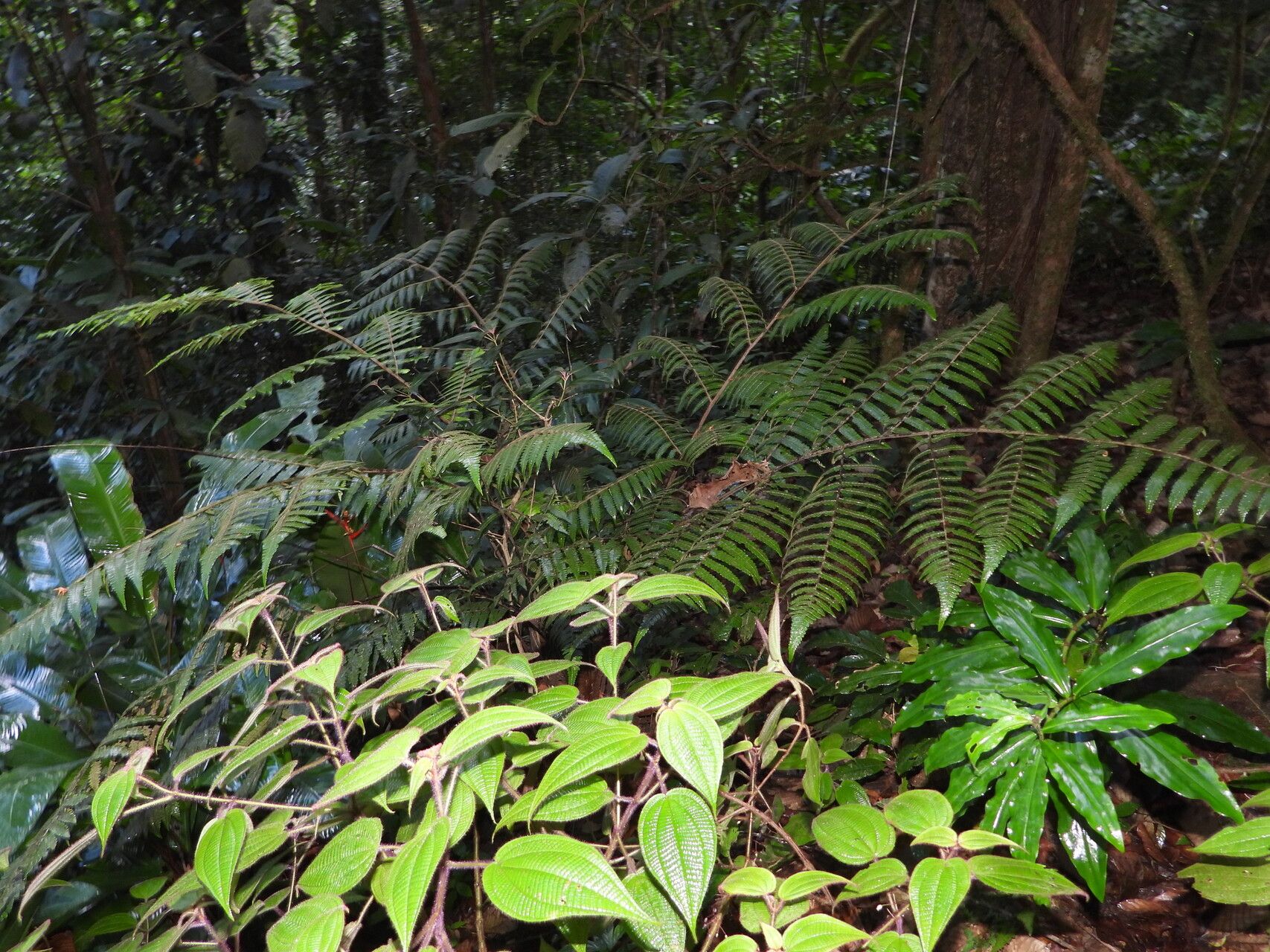 Cyathea surinamensis habit