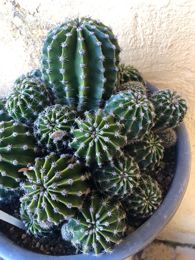 Echinopsis eyriesii leaf