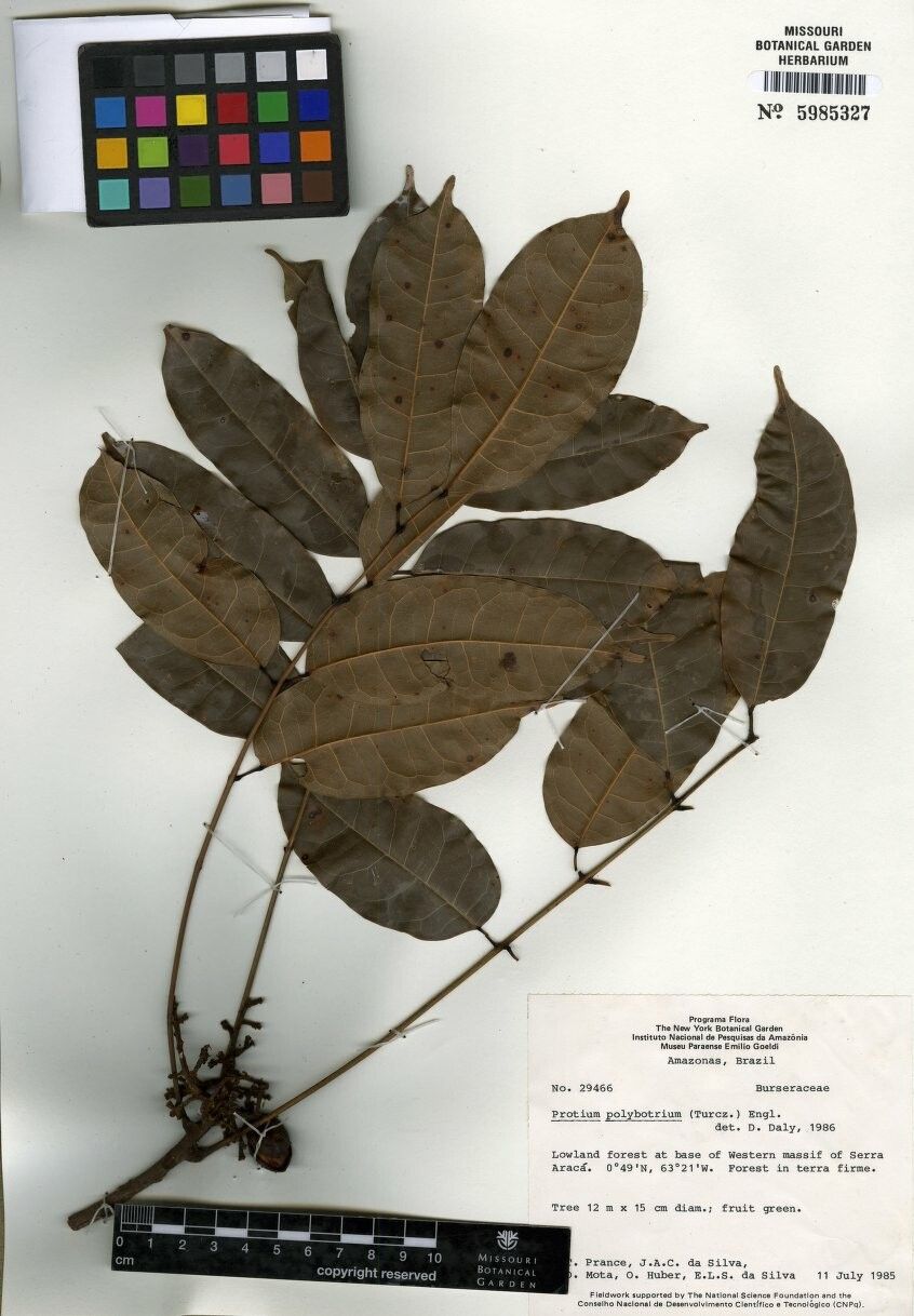 Protium tonyanum — houseplant care guide