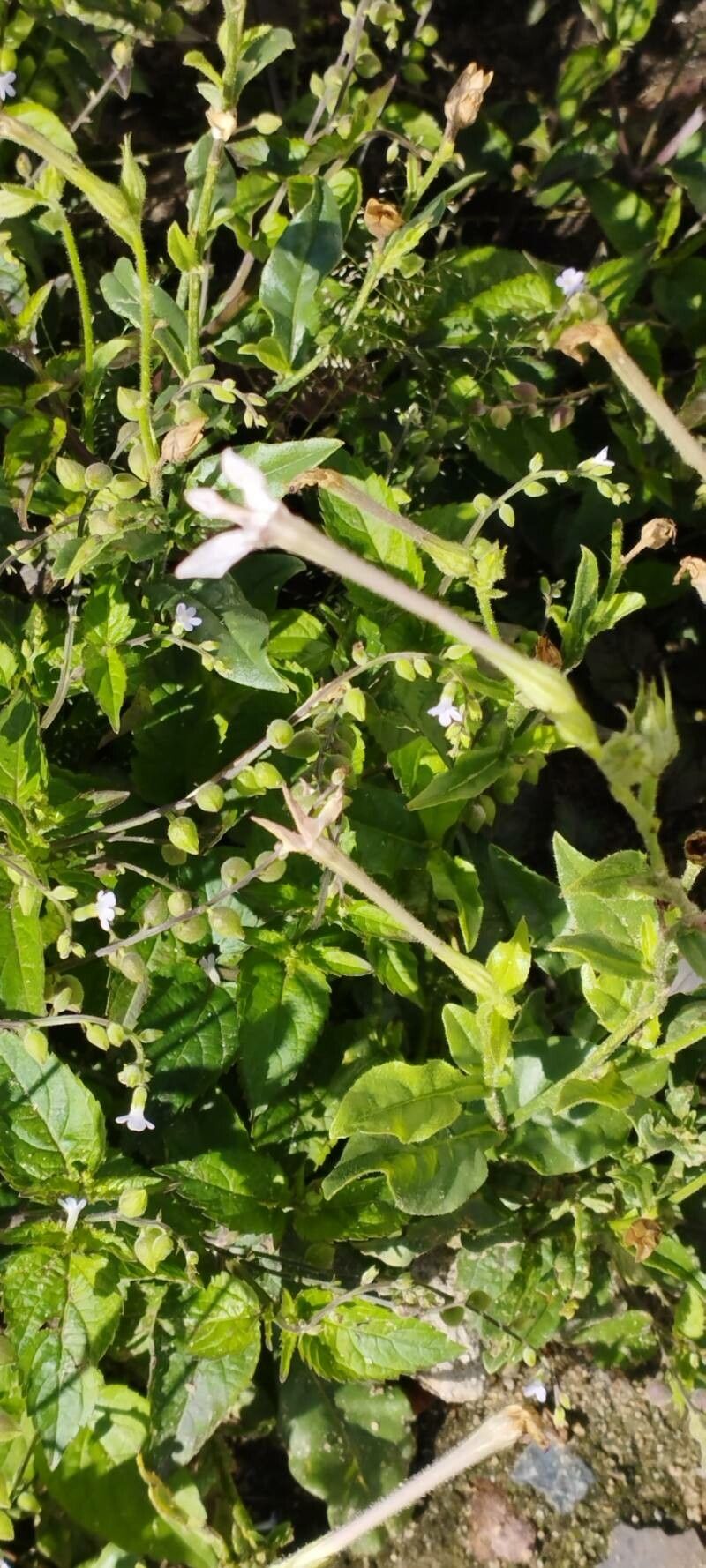 Nicotiana bonariensis