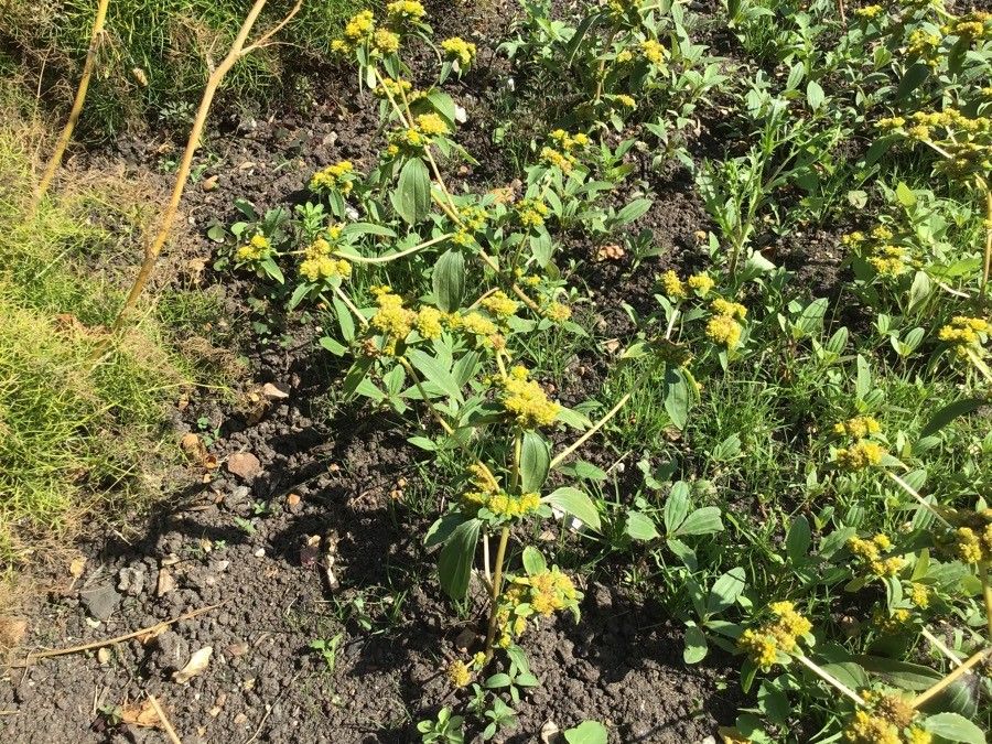 Flaveria bidentis — search result for 'Alabama'