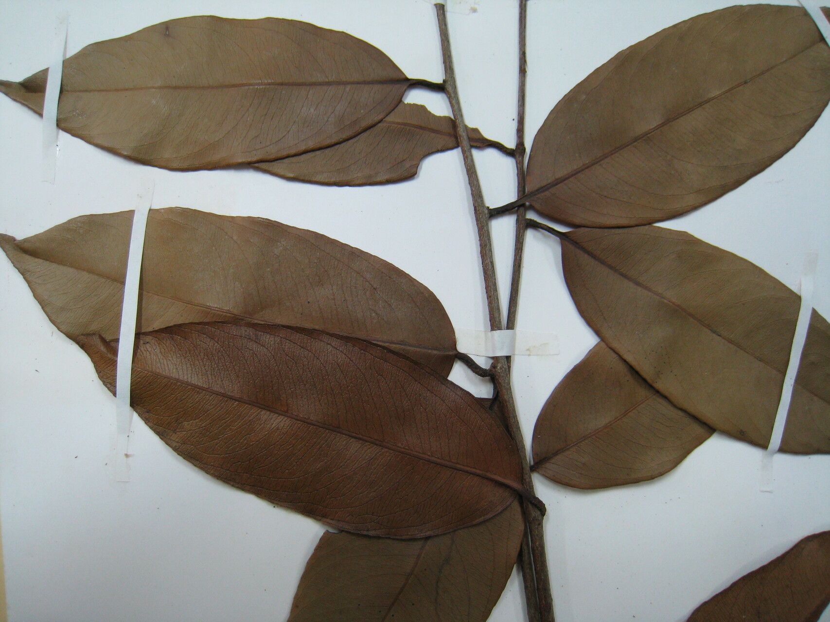 Ouratea cardiosperma — related species from the same genus