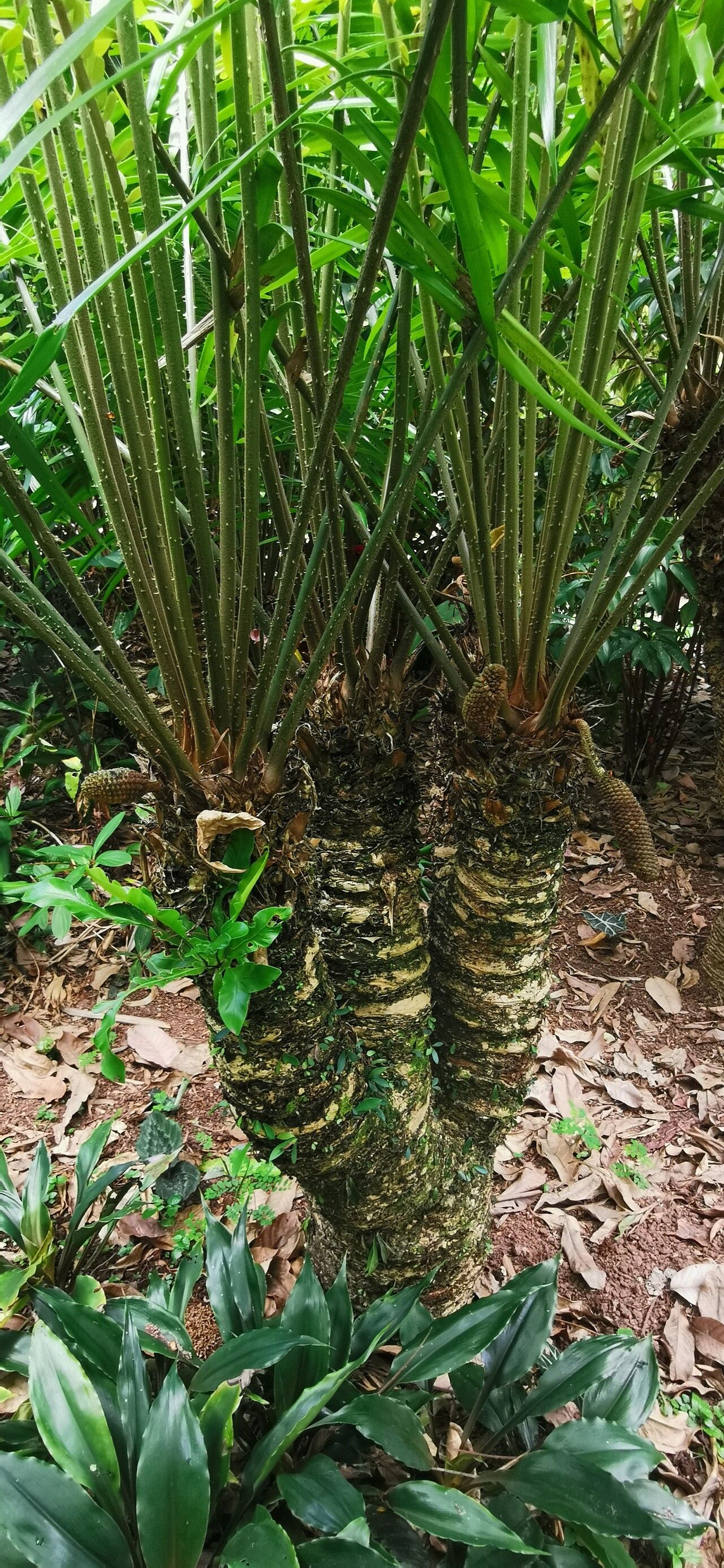 Zamia poeppigiana bark