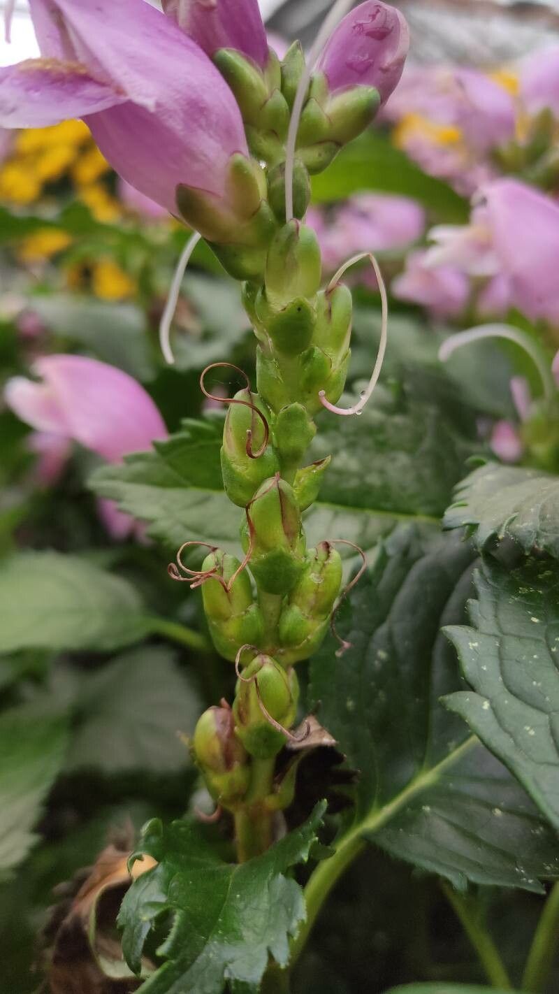Chelone obliqua fruit